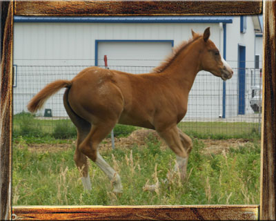 2012 ApHC Filly